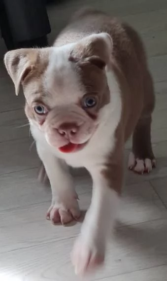 Boston terrier puppies  | Foto 3