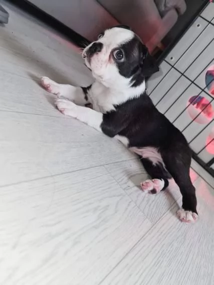 Boston terrier puppies  | Foto 2