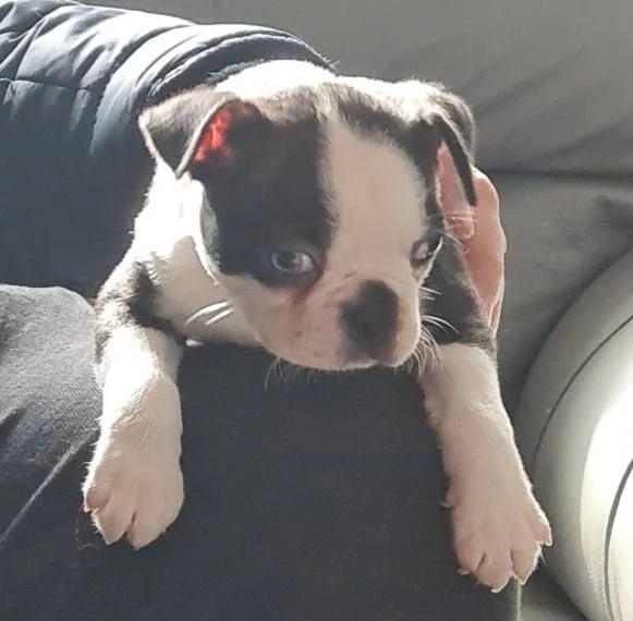 Boston terrier puppies  | Foto 1