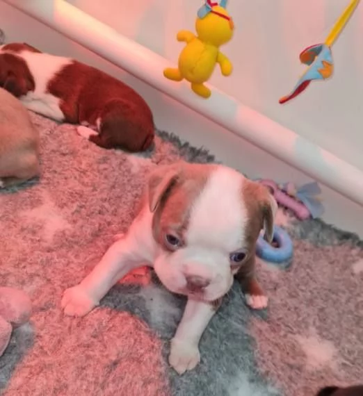 Boston terrier puppies  | Foto 0