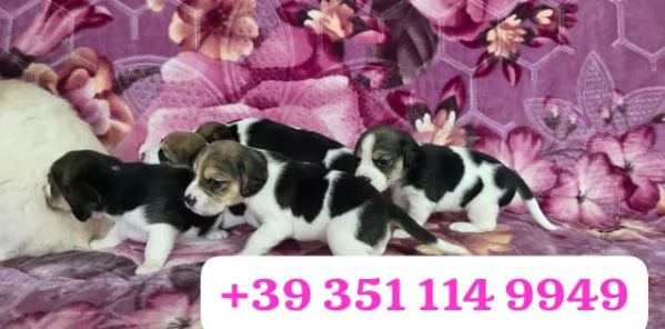  un cucciolo di Beagle maschio e femmina | Foto 2