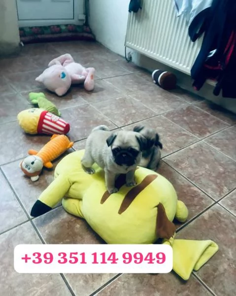  un cucciolo di Carlino maschio e femmina | Foto 2