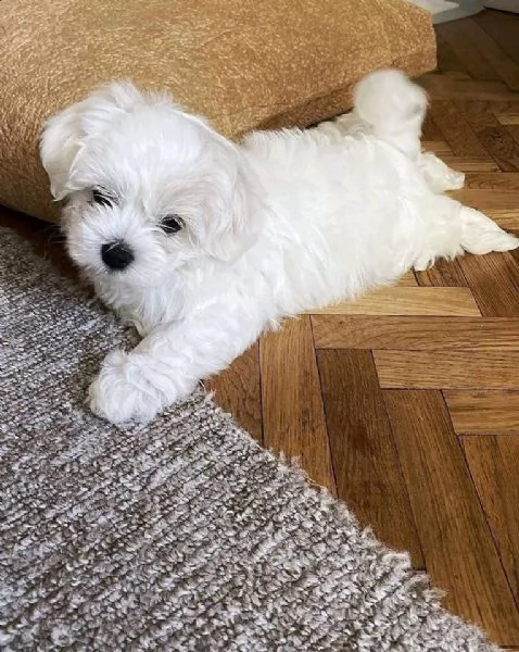 Due cuccioli Maltese
