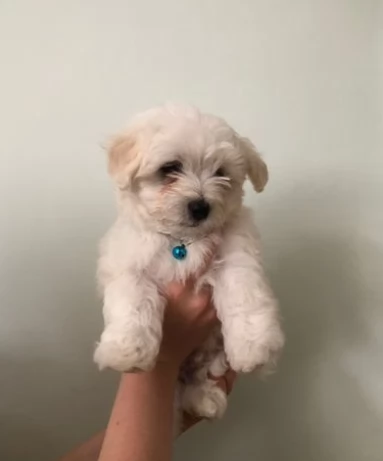 Meravigliosi cuccioli di bichon frise