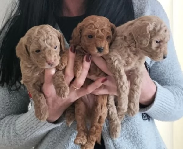 Barboncini Toy  | Foto 1