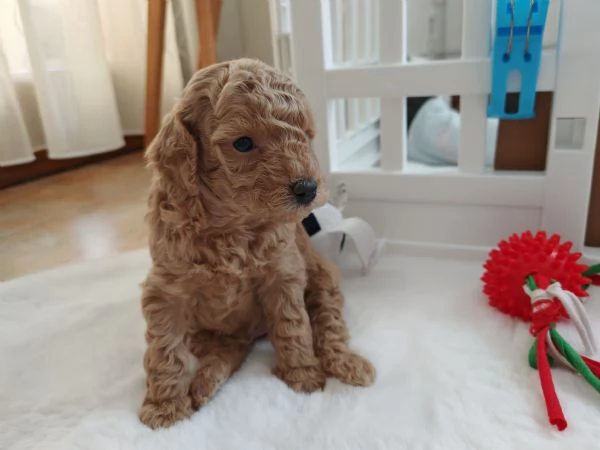 Barboncini Toy  | Foto 0