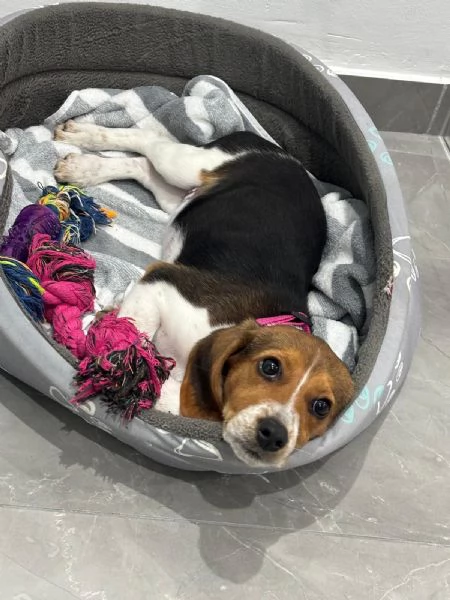 Cucciola di Beagle 
