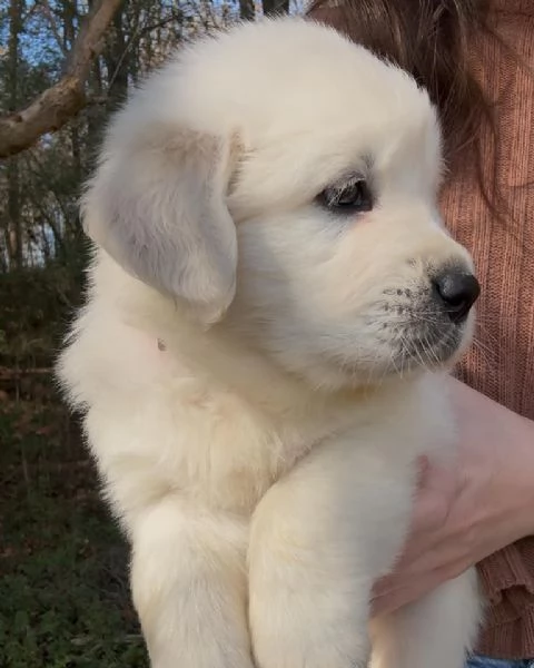 Cucciole golden retriever