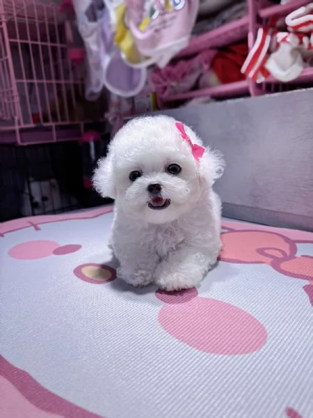 Cuccioli di Barboncini minitoy | Foto 0