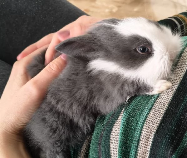 Coniglio Testa di Leone 3 mesi incluso recinto gabbia e molto altro  | Foto 5