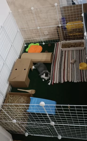 Coniglio Testa di Leone 3 mesi incluso recinto gabbia e molto altro  | Foto 4