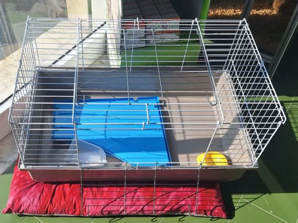 Coniglio Testa di Leone 3 mesi incluso recinto gabbia e molto altro  | Foto 3