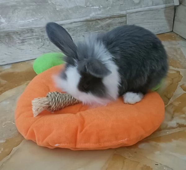 Coniglio Testa di Leone 3 mesi incluso recinto gabbia e molto altro  | Foto 2