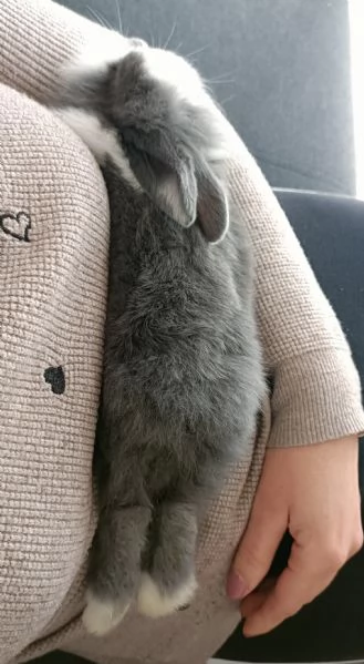 Coniglio Testa di Leone 3 mesi incluso recinto gabbia e molto altro  | Foto 1