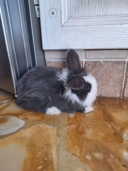 Coniglio Testa di Leone 3 mesi incluso recinto gabbia e molto altro  | Foto 0