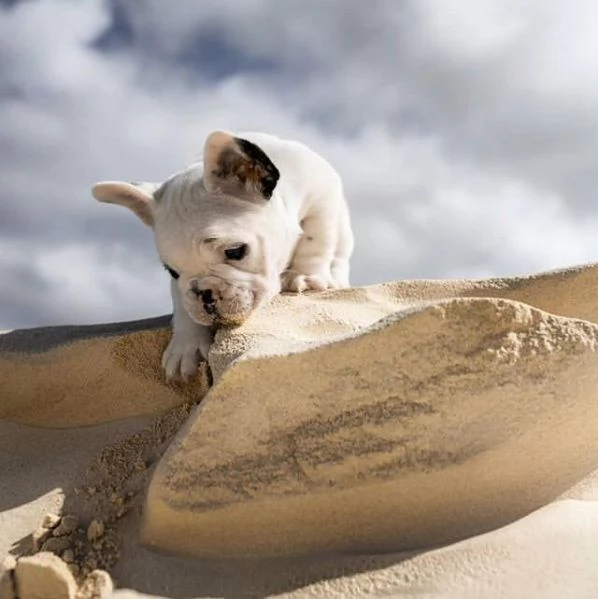 Bellissimo bulldog francese maschio in cerca di una famiglia per sempre Ha quasi 14 settimane | Foto 2