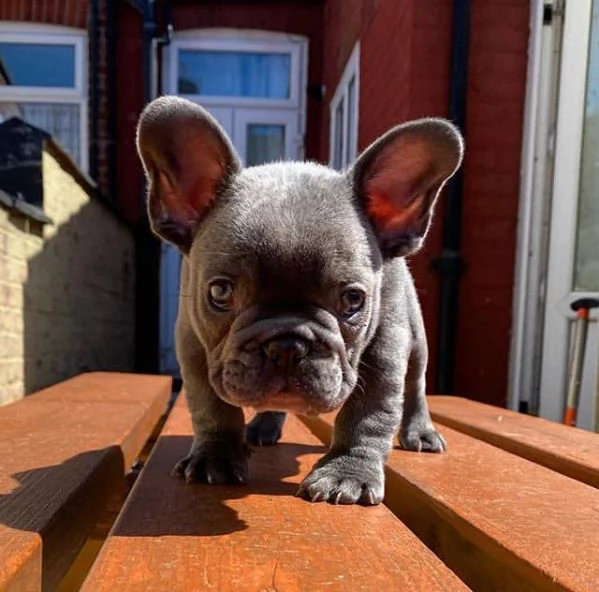 Bellissimo bulldog francese maschio in cerca di una famiglia per sempre Ha quasi 14 settimane | Foto 1