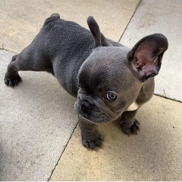Bellissimo bulldog francese maschio in cerca di una famiglia per sempre Ha quasi 14 settimane | Foto 0