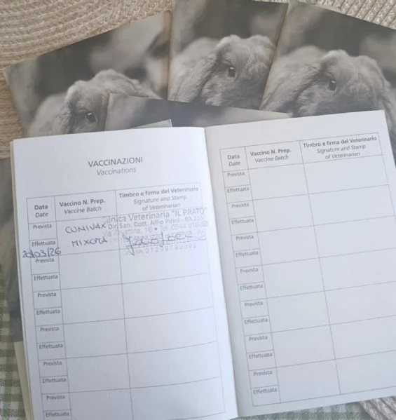 Coniglio coniglietto nano ariete mini lop  | Foto 4