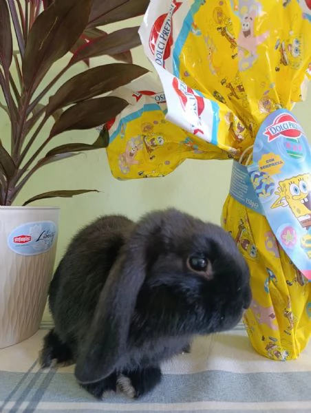 Coniglio coniglietto nano ariete mini lop  | Foto 3