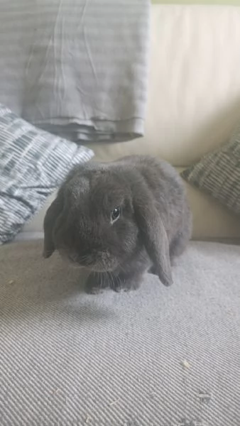 Coniglio coniglietto nano ariete mini lop  | Foto 0