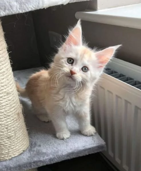 Gatti maine coon | Foto 0