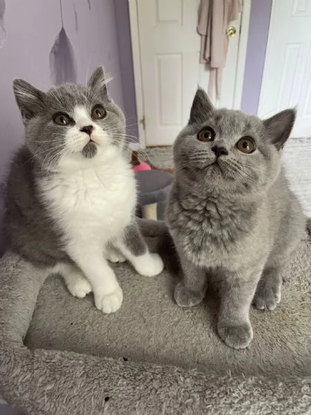 British Shorthair aspetta casa