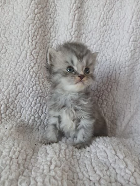 Gatti scottish fold e straight