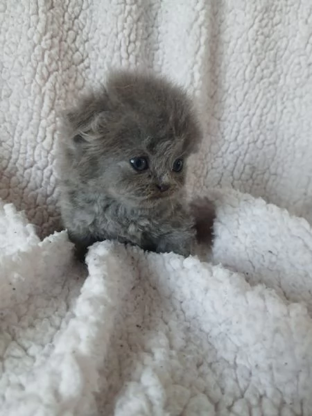 Gatti scottish fold e straight | Foto 3