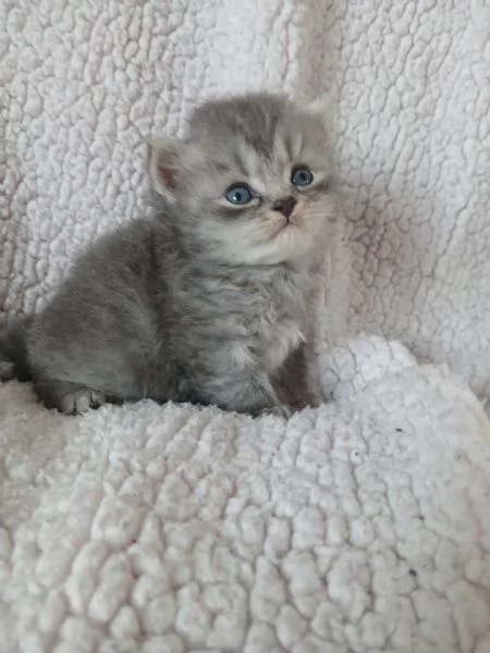 Gatti scottish fold e straight | Foto 2