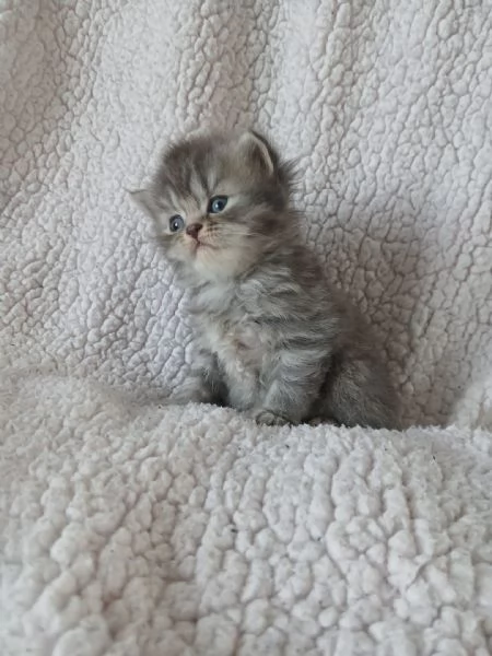 Gatti scottish fold e straight | Foto 1