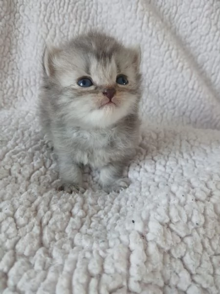 Gatti scottish fold e straight | Foto 0