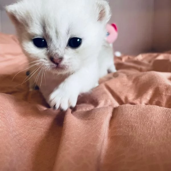 Gattini Scottish  | Foto 5