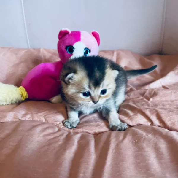 Gattini Scottish  | Foto 4