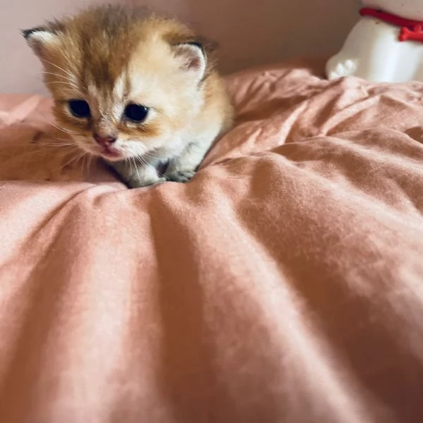 Gattini Scottish  | Foto 3