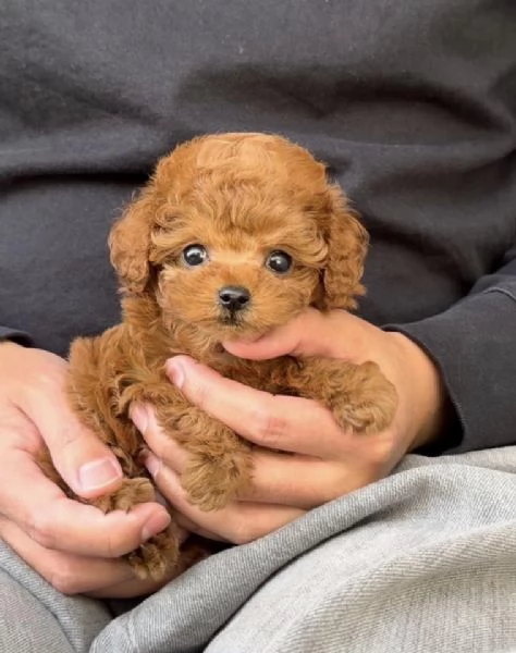 Cucciolate di barboncino toy