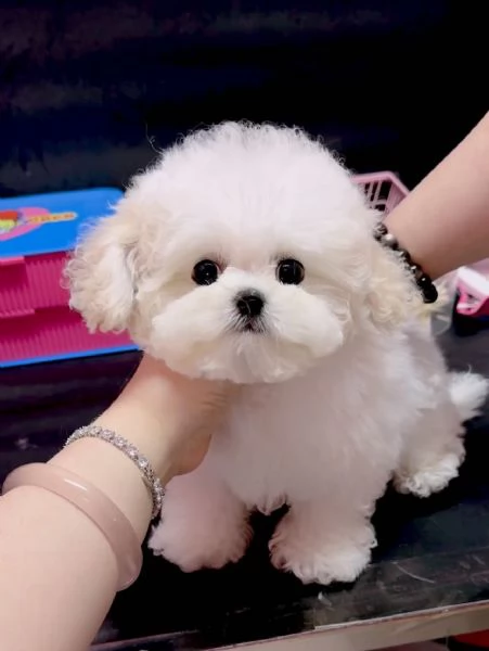 Disponibili Cuccioli di Barboncino Toy Maschi e Femmine | Foto 0