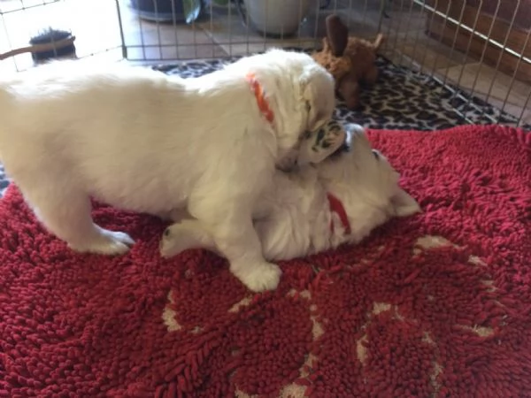 BELLISSIMI CUCCIOLI DI GOLDEN | Foto 1