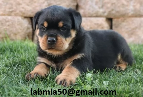 Regalo Cuccioli di Rottweiler Disponibili bellissimi cuccioli di Rottweiler femmina e maschi I cucc