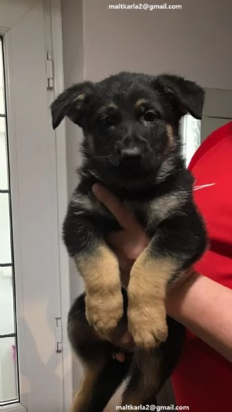 disponibili cuccioli di Pastore australiano per adozione i cuccioli verranno consegnati con microchi