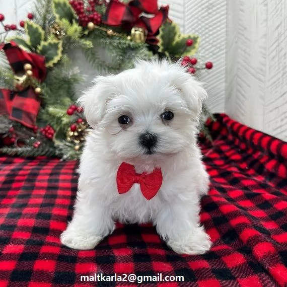 maltese CUCCIOLI MASCHIO E FEMMINA bellissimi cuccioli di maltese maschio e femmina si consegnan