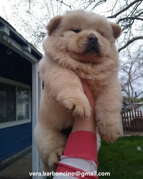  Regalo Bianchi cuccioli di Chow Chow Cuccioli di Chow Chow bianchi  crema  molto belli Maschi e 