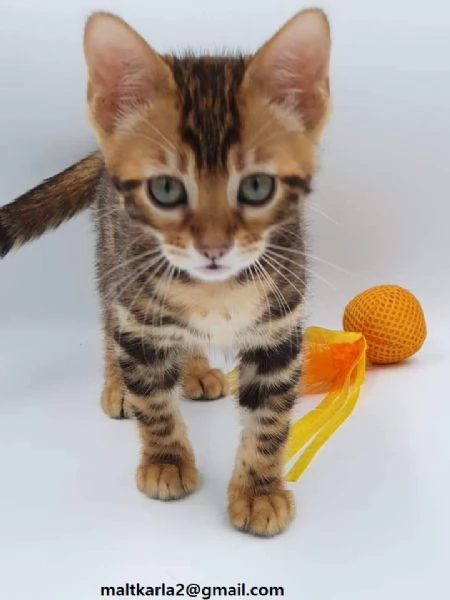  bellissimo gattino bengala bella f1 bengala gattino bottiglia alto e molto bello mangia da solo 