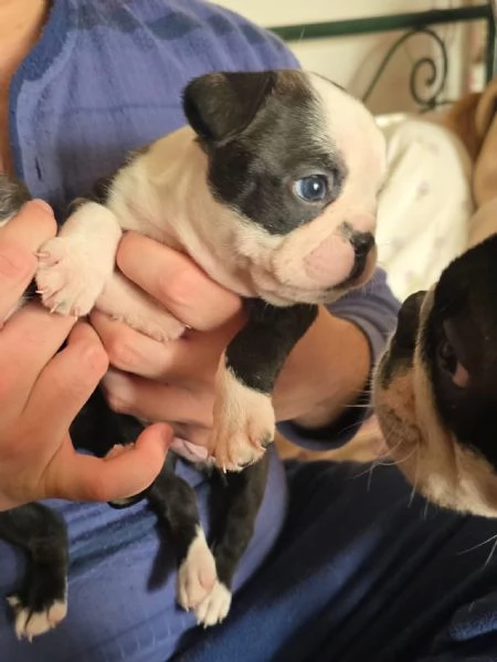 3 bellissimi cuccioli  | Foto 3