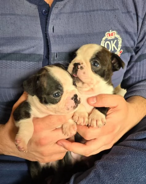 3 bellissimi cuccioli  | Foto 2