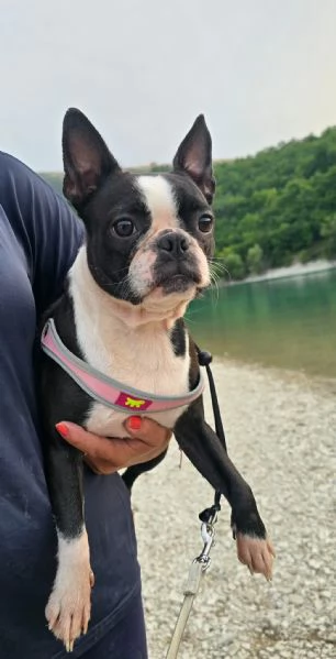 3 bellissimi cuccioli  | Foto 1