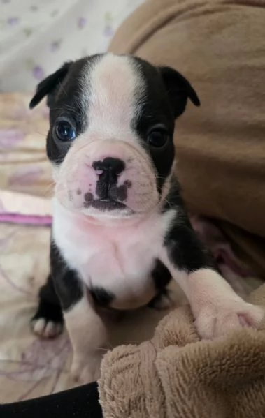 3 bellissimi cuccioli  | Foto 0