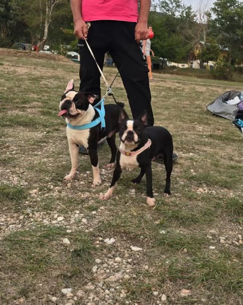 Vendesi 2 bellissimi cuccioli di boston terrier | Foto 3