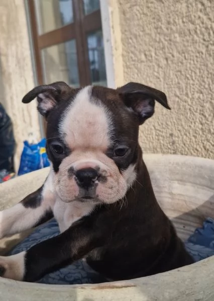 Vendesi 2 bellissimi cuccioli di boston terrier | Foto 1