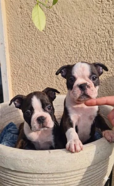 Vendesi 2 bellissimi cuccioli di boston terrier